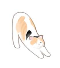 Stray Cat